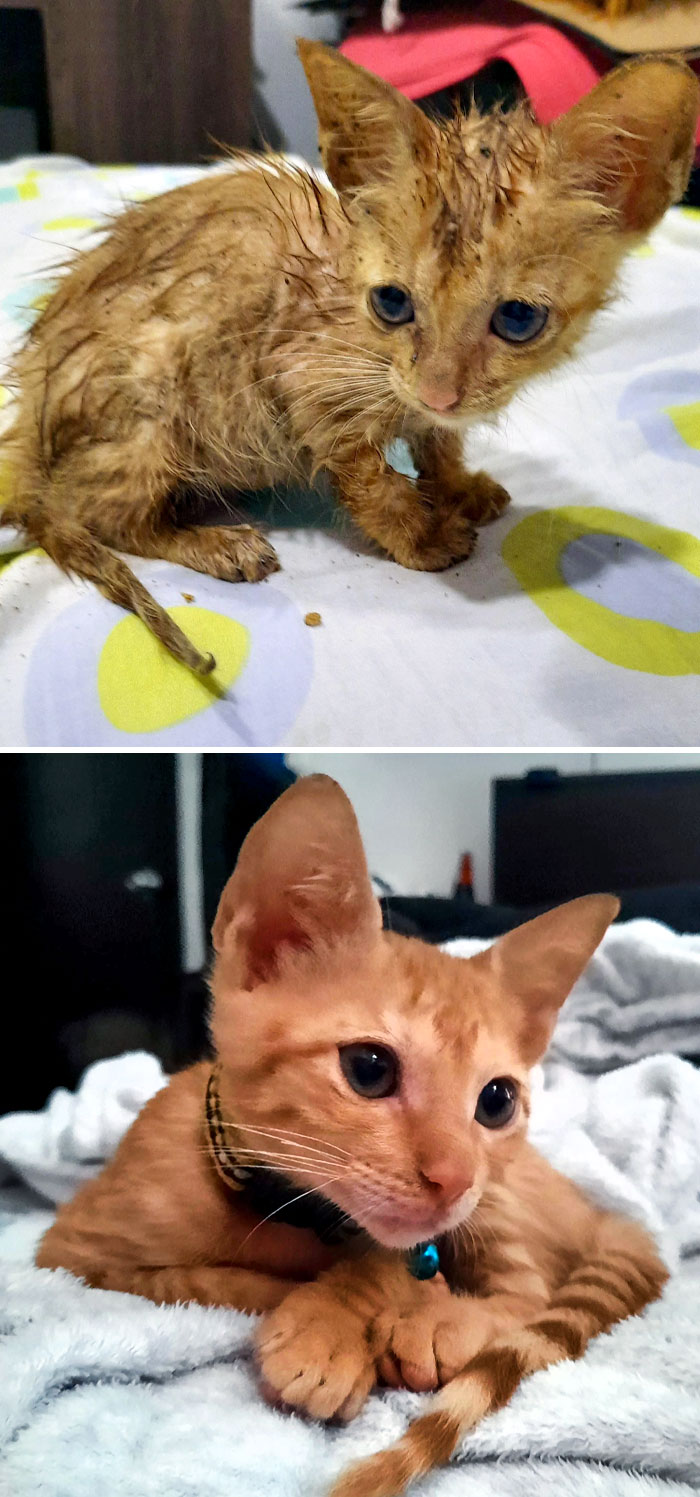 My Dog ​​found Her In A Pot In The Middle Of The Rain. Now They Are Best Friends. Before vs. After