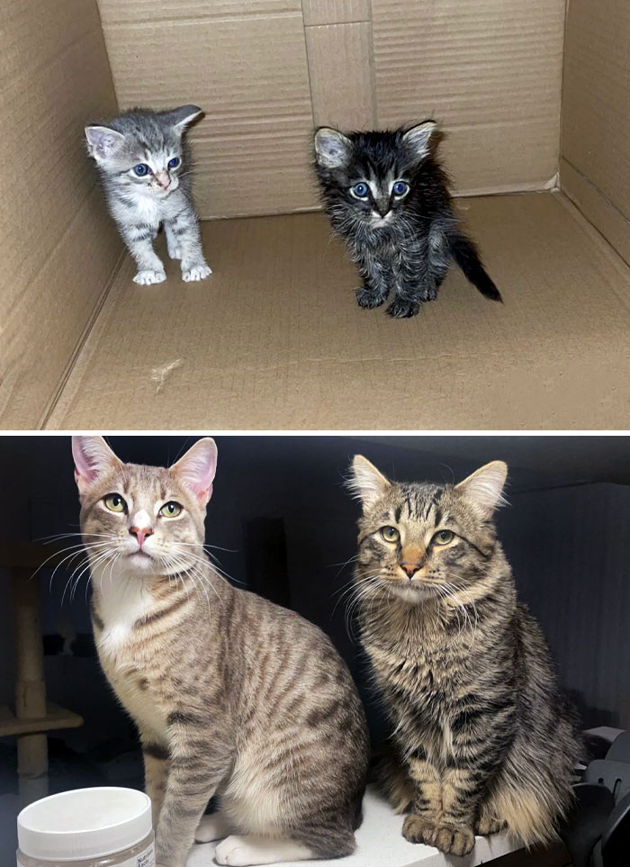My Boys When I Found Them At 4 Weeks Old And Now At 8 Months Old