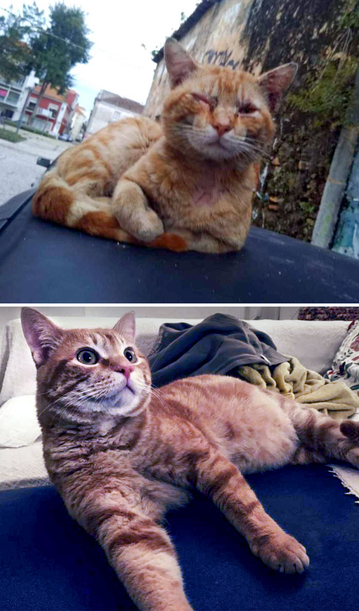Living In The Streets vs. Living In A Cozy Home. Nacho Enjoying His Good Life