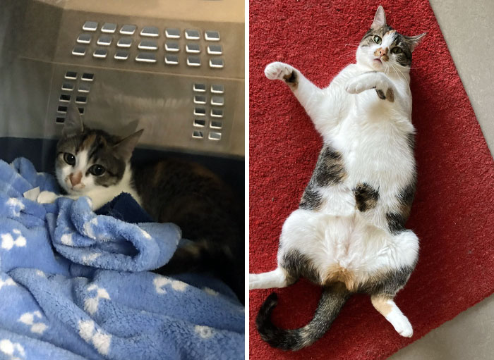 She Was Left In A Box Next To Our Shelter And Had A Severe Case Of Fleas. We Assumed That She Was Left Because Of That. Now She's Living Her Best Life