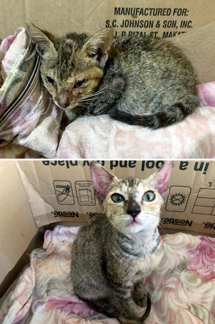 I Saw Gigi In The Middle Of The Sidewalk Dying Of Calicivirus And Cat Herpes. So I Decided To Rescue And Adopt Her. Here She's Now, After Treatment And Deworming