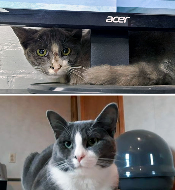 Dusty Before And After. I Brought Him Into My Office, Then Into My Home. This Is 3 Months Difference