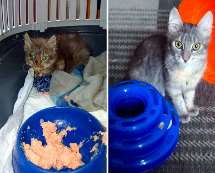 Before And After The Adoption. I Rescued This Kitten From The Ruined Barn