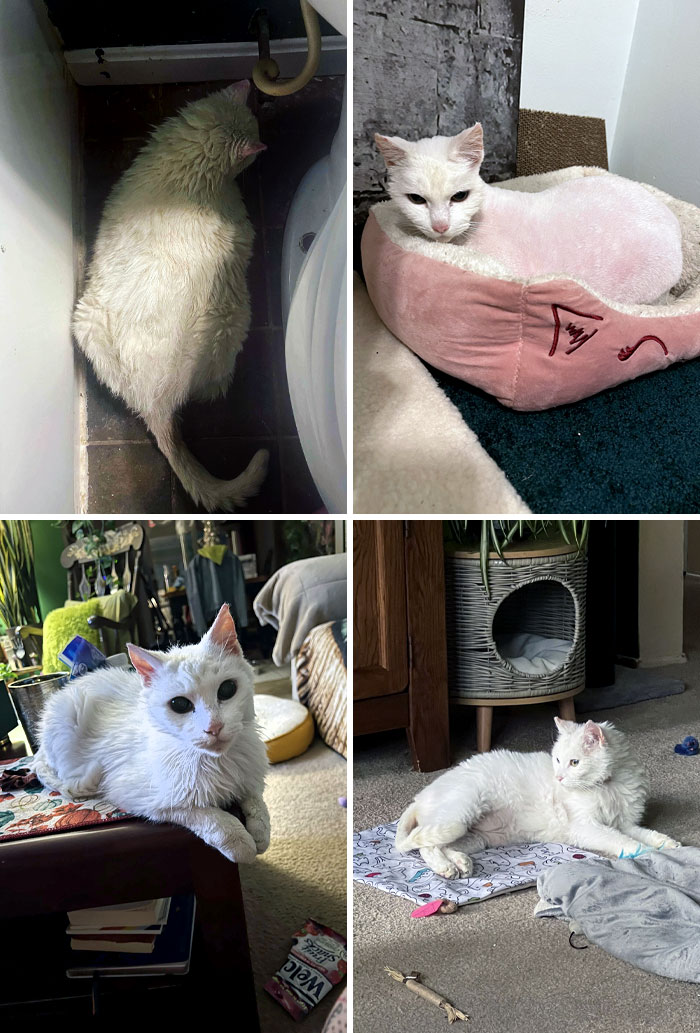I Adopted Pouncer After His Human Mom Passed Away. He Was Morbidly Obese, Dirty, And Matted. I Shaved Him Into A Little Rotisserie Chicken, And Now He's A Happy Boy