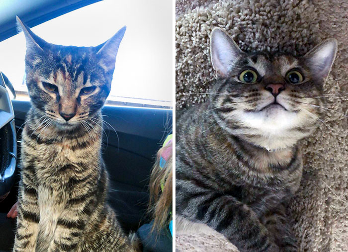 Found This Girl In 2019. She Walked Right Up To The Door Of My Job. I Named Her Hops, And Now She's Chunky And Happy. Before vs. After
