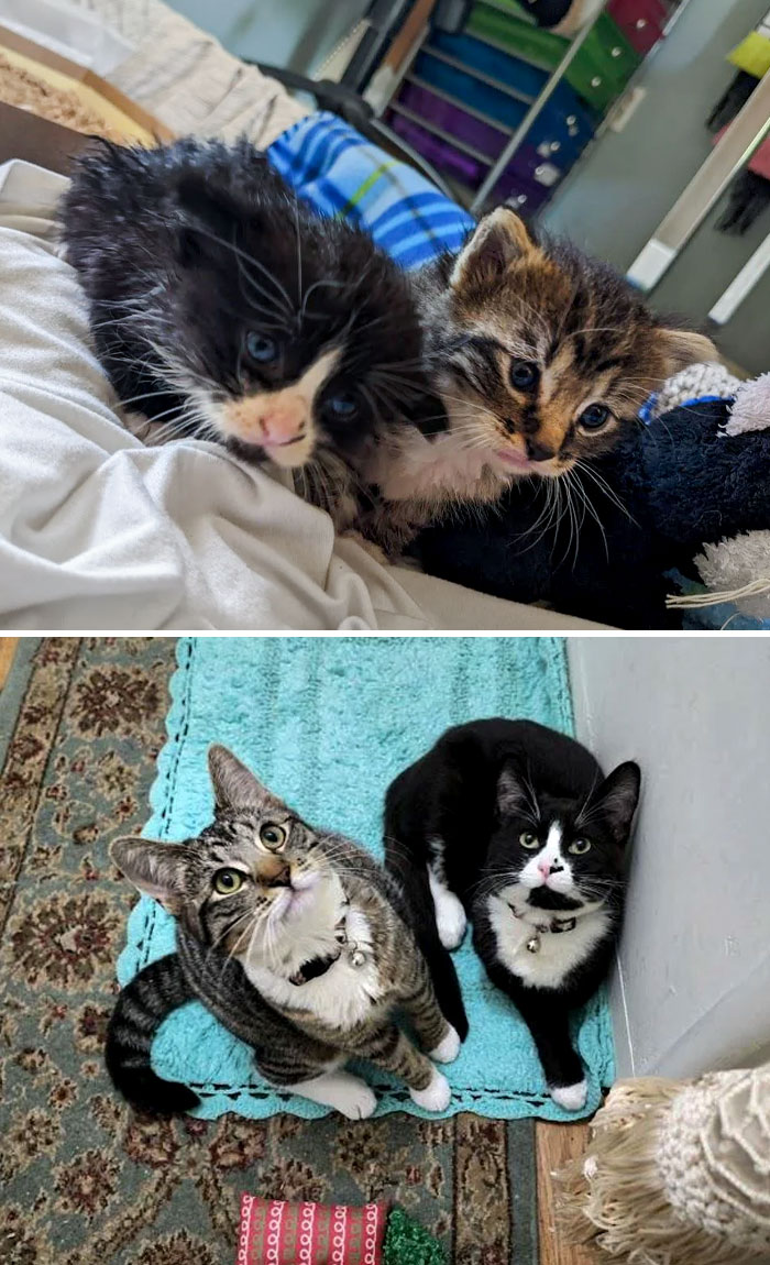 This Is My First Foster Kittens After A Neighbor Found Them In A Rainstorm. This Is Them Four Months Later In Their Forever Home