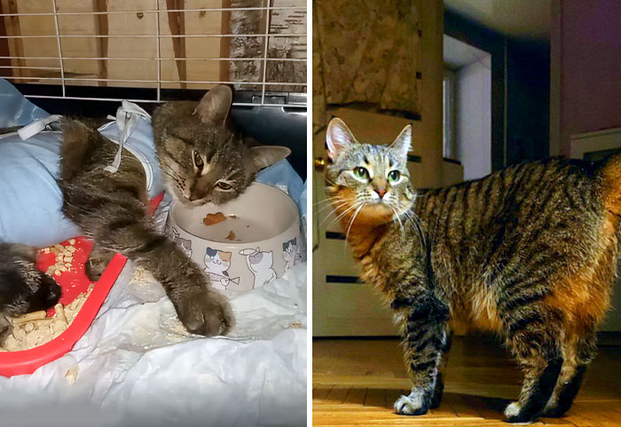 Before And After Adoption. Plush Was A Cat With Pyometra. Someone Left Her Outside When She Was In A Very Bad Condition