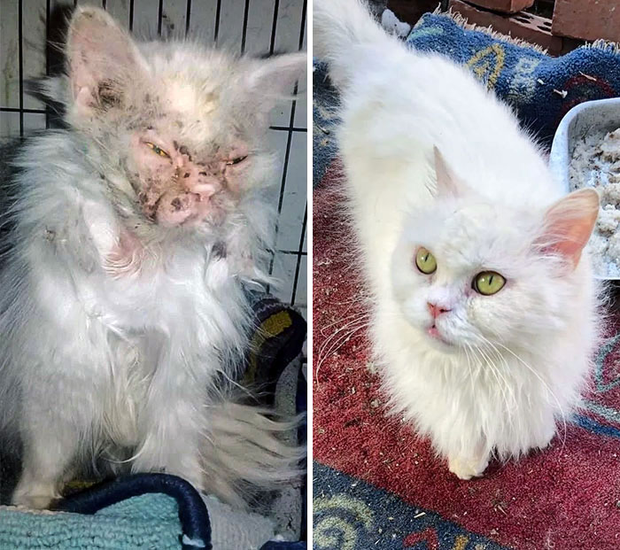 Before And After The Rescue, Jenny