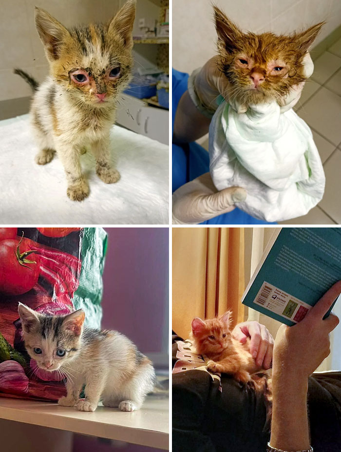 We Rescued Two Kittens From The Factory, And Both Are Adopted Now. Before vs. After
