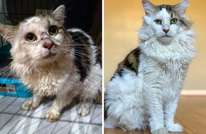 We Found Him Wet, Cold, Scared, And Starving About A Year Ago. His Name Is Daryl And I Would Fling Myself Into The Sun For Him. Before And After
