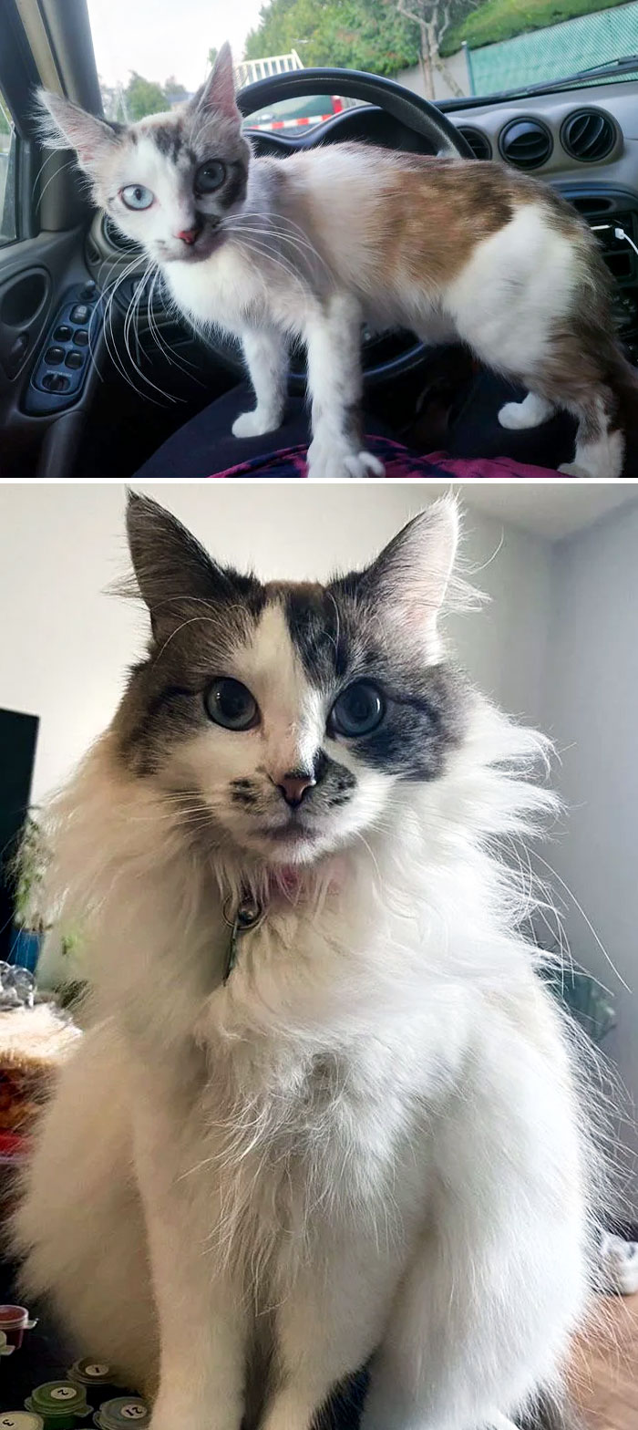 Before And After We Rescued Her From A Trash Can. Now She's Turned Into A Fluff Ball