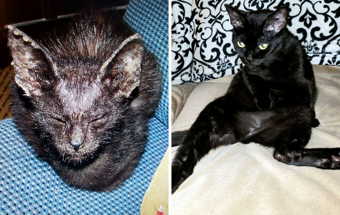 Buki Was Rescued From The Street Covered In Mange. Now She's A 14-Year-Old Queen. Before And After