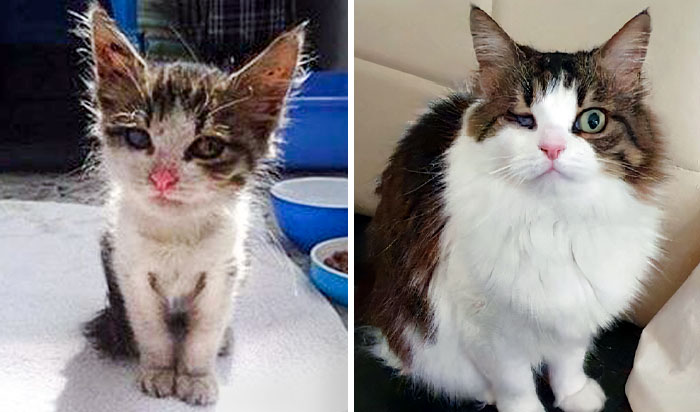 Meet Hazelnut. We Found Her At Our Apartment Complex Lobby. My Little Brother Has Adopted Her. Before vs. After