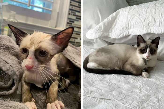 One Stormy Night Lil' Weezy Found Us In Our Garage. Before And After