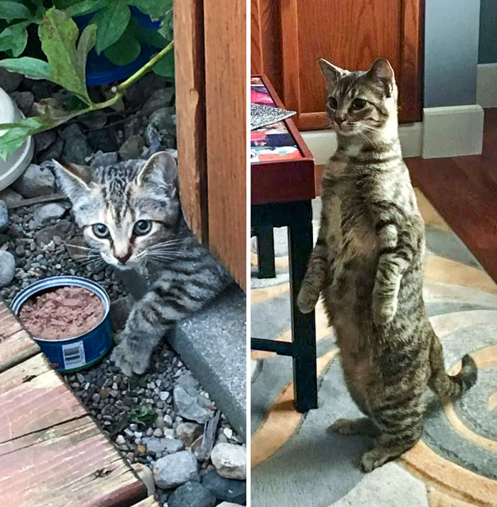 My Son Found A Kitten All Alone, Terrified, And Hungry. Over The Past Five Years, She Has Come Out Of Her Shell. From A Tiny Baby Hiding Under The Hot Tub To A Meerkat