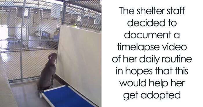 Resilient Shelter Dog Finally Finds Forever Home After Heart-Wrenching Anniversary Video Goes Viral