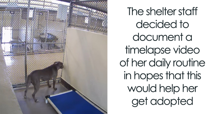 Resilient Shelter Dog Finally Finds Forever Home After Heart-Wrenching ...