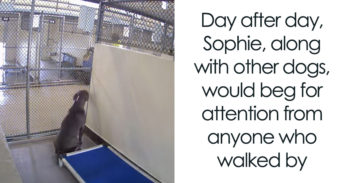 Resilient Shelter Dog Finally Finds Forever Home After HeartWrenching