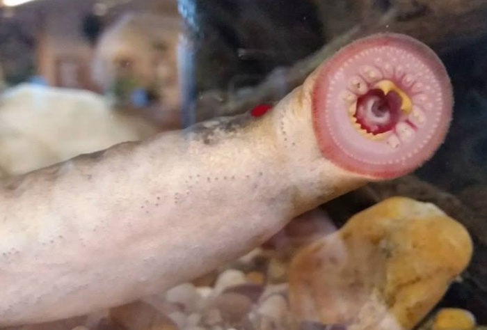 Lamprey Latched On To The Fish Tank Glass In Fairbanks ADF&G Office