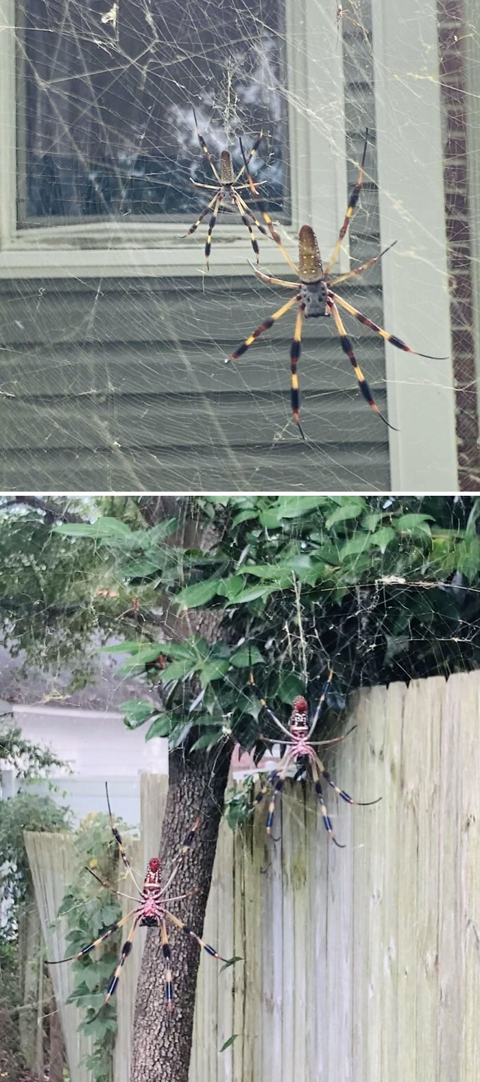 These Golden Orb Weavers Next To My Trash Can. About The Size Of My Palm
