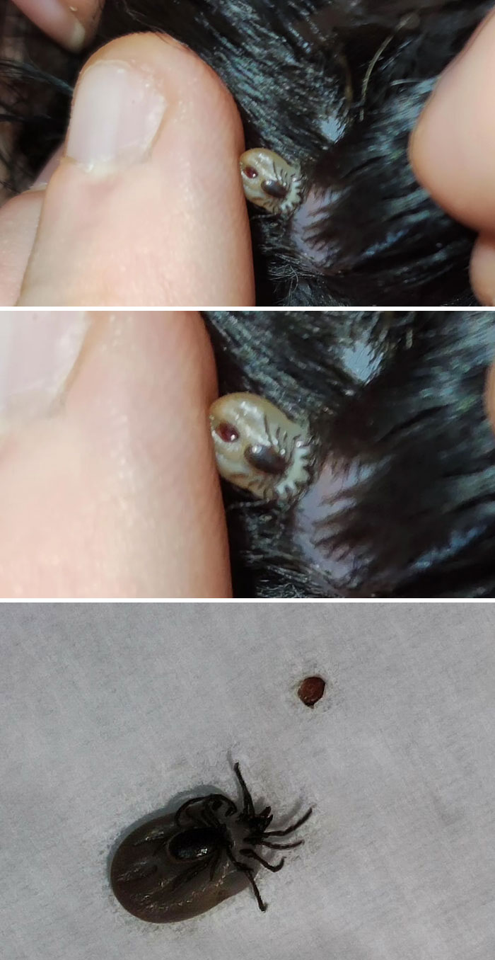 Tick On A Tick That Was Latching On To My Dog