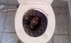snake-in-toilet-6439b501c792e.jpg