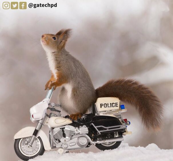 squirrel-cop-644979953161b.jpg