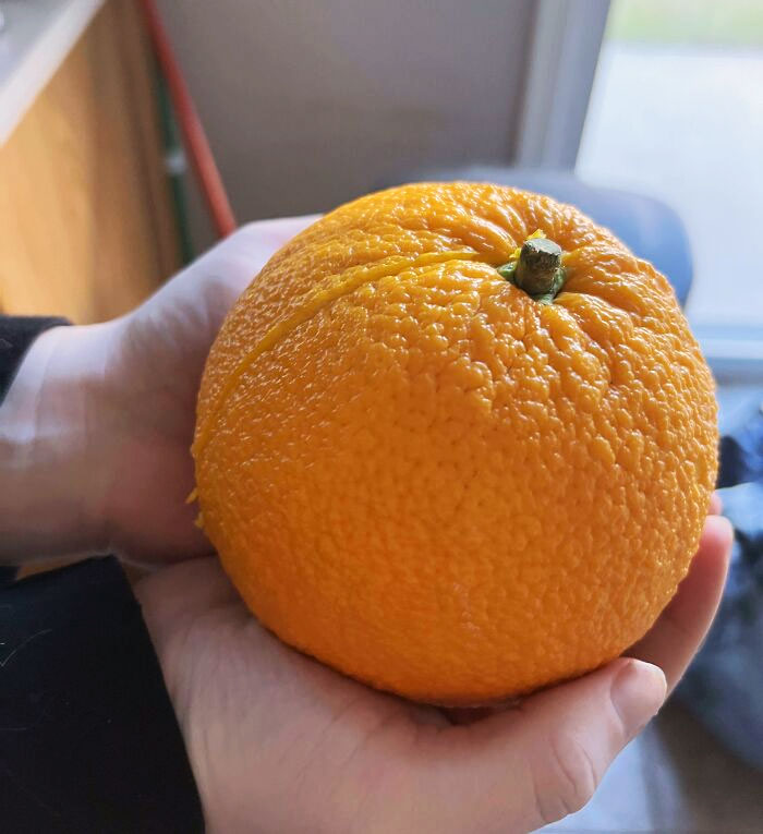 A Giant Orange. These Are The Hands Of An Adult