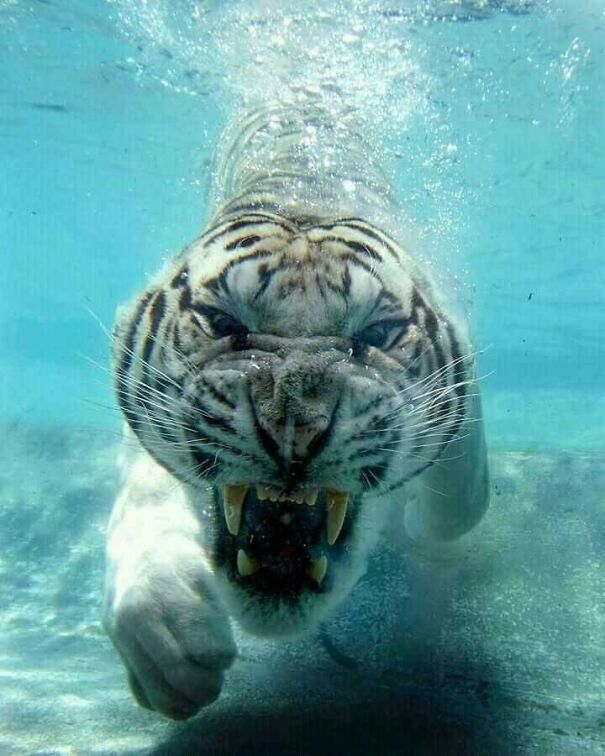 tiger-under-water-643481e0f1dba.jpg
