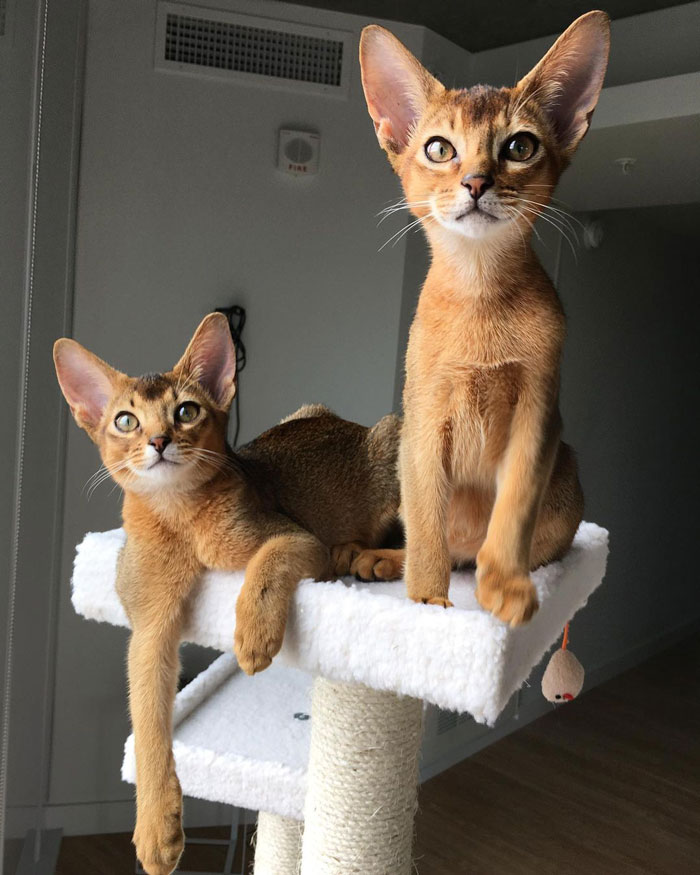 Brown with green eyes Abyssinian cats looking