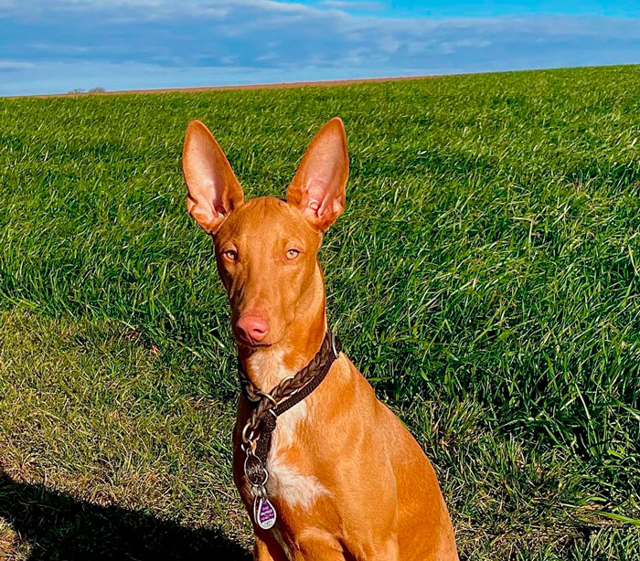 Pharaoh Hound dog sitting in a green field