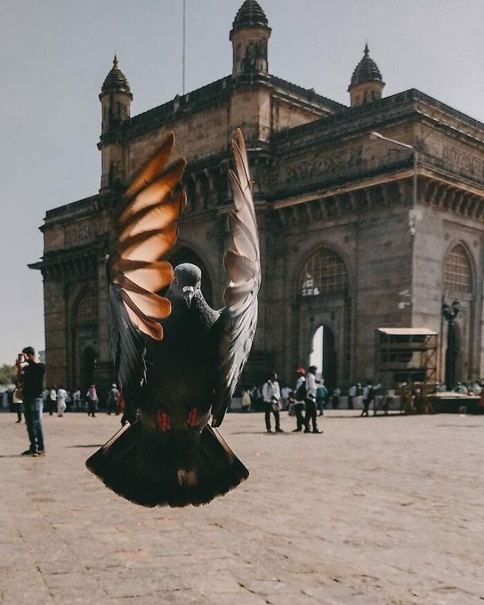 Una paloma voladora | Puerta de la India