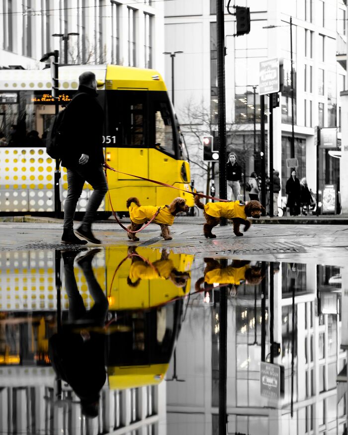 Manchester's Yellow Trams And Yellow Dogs