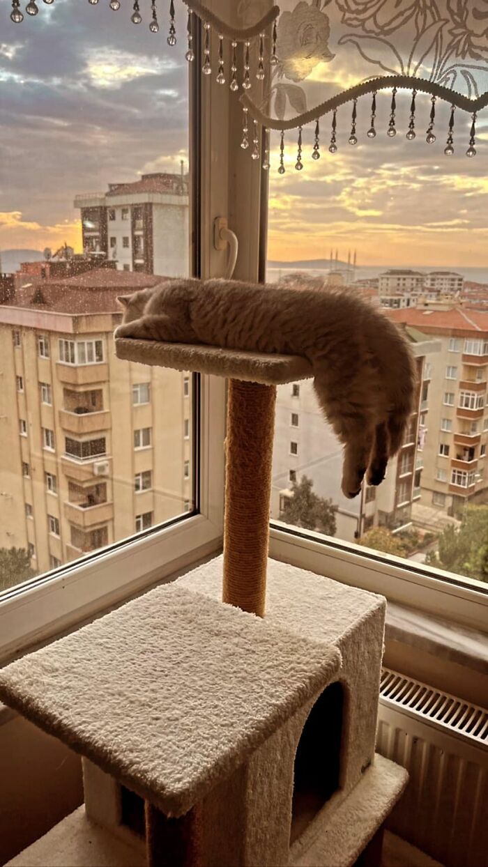 My View And My Enjoying Cat From Istanbul, Turkey