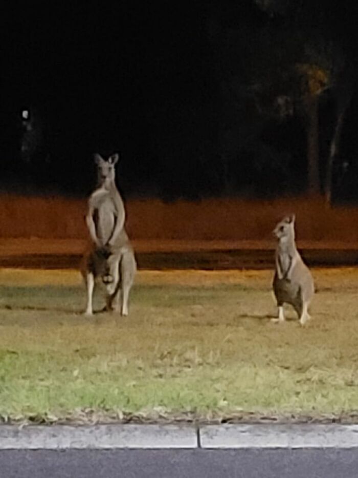 Taken From My Bedroom Window. The Little Roo Family Were Back Out At 3am. This Mumma Appears To Have A Joey In Her Pouch