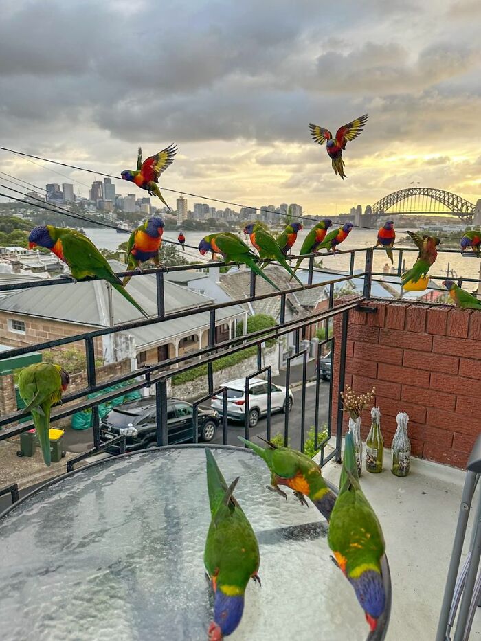 My Balcony View Sydney, Australia