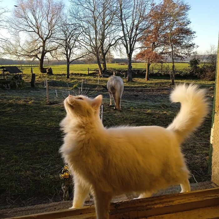 Greetings From Bourgogne France. On Scene Murphy The Cat And Valentine The Pony