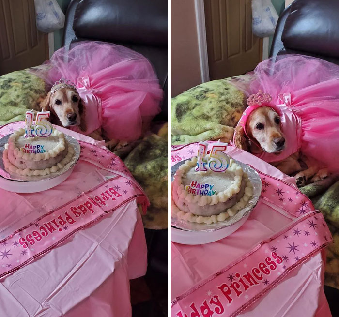 Mi madre le organizó a su perro una fiesta de los quince años