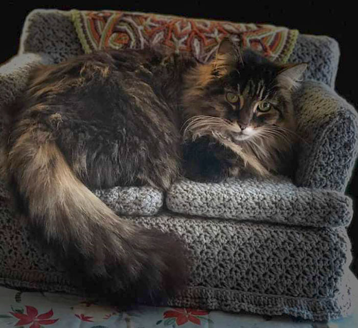 My Mom Crocheted A Couch For Her Cat