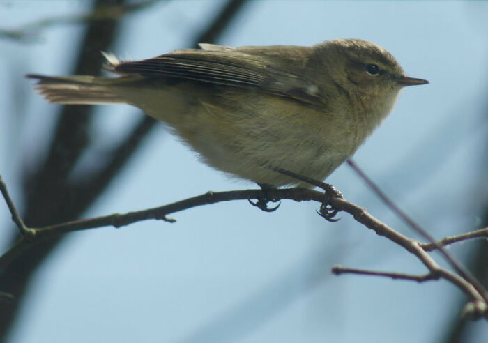 This Cute Little Chiffchaff At My Window