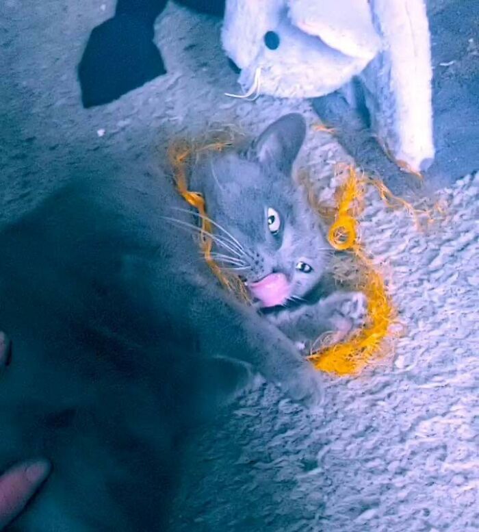 My Sweet Girl Baba Yaga Is Having A Moment