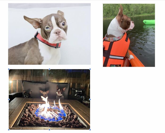 My Foster Dog. From Intake To Loving Her New Life With Her Adopters