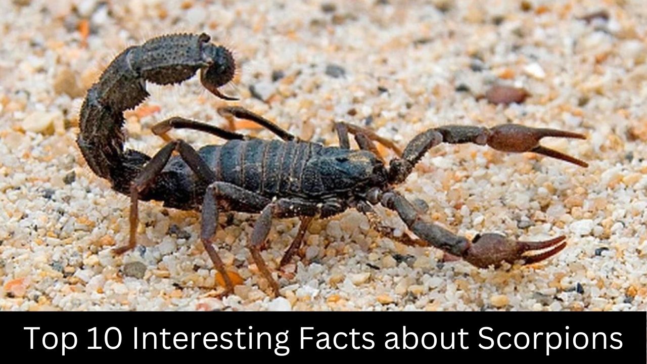 Interesting Facts About Scorpions