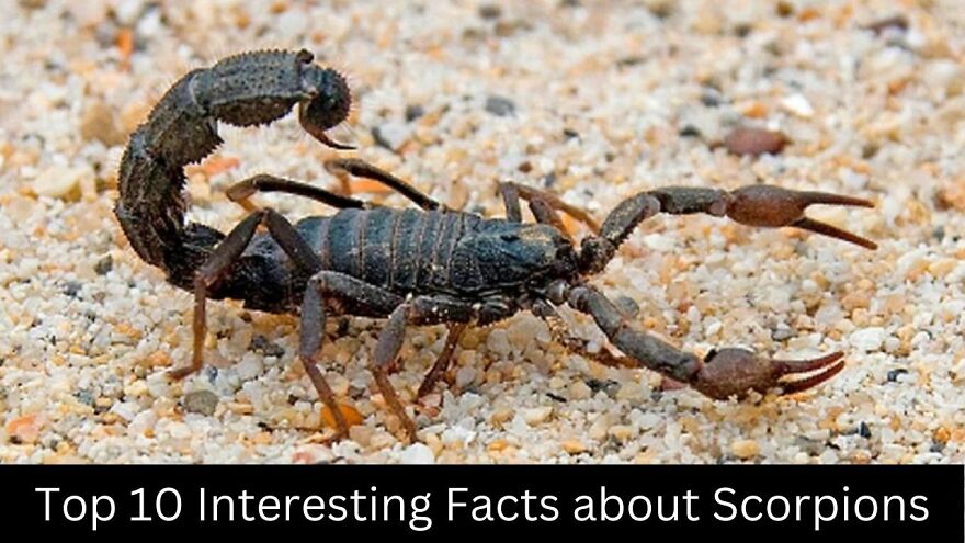 Interesting Facts About Scorpions