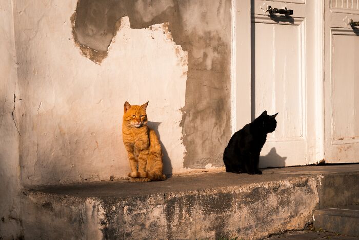 Cats Sitting near Building Wall and Door