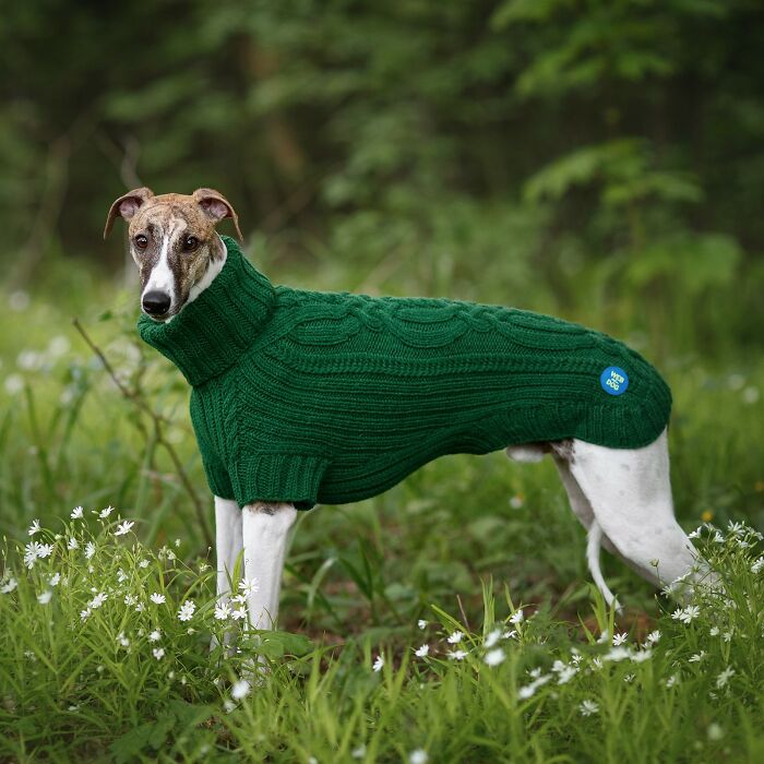 My Team Of Professionals Created 10 Stylish Outfits For Whippet Dogs