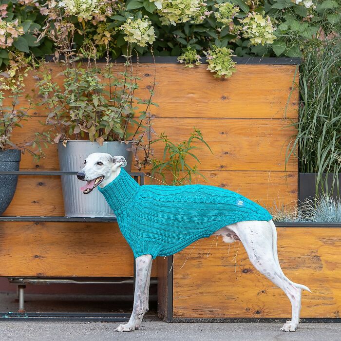 My Team Of Professionals Created 10 Stylish Outfits For Whippet Dogs