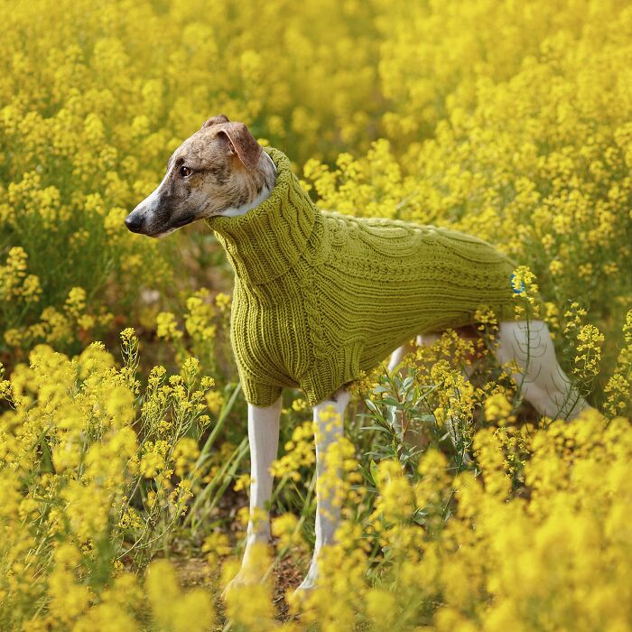 My Team Of Professionals Created 10 Stylish Outfits For Whippet Dogs