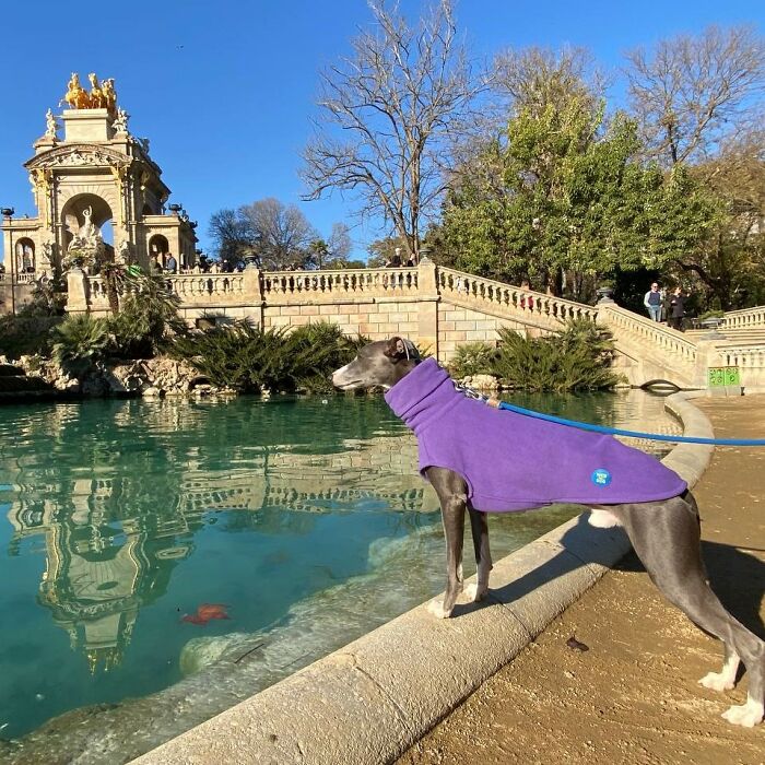 My Team Of Professionals Created 10 Stylish Outfits For Whippet Dogs