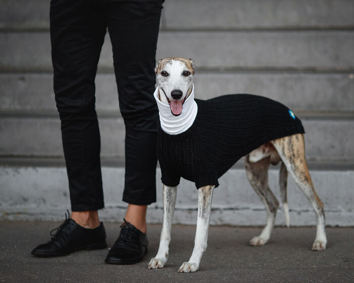 My Team Of Professionals Created 10 Stylish Outfits For Whippet Dogs
